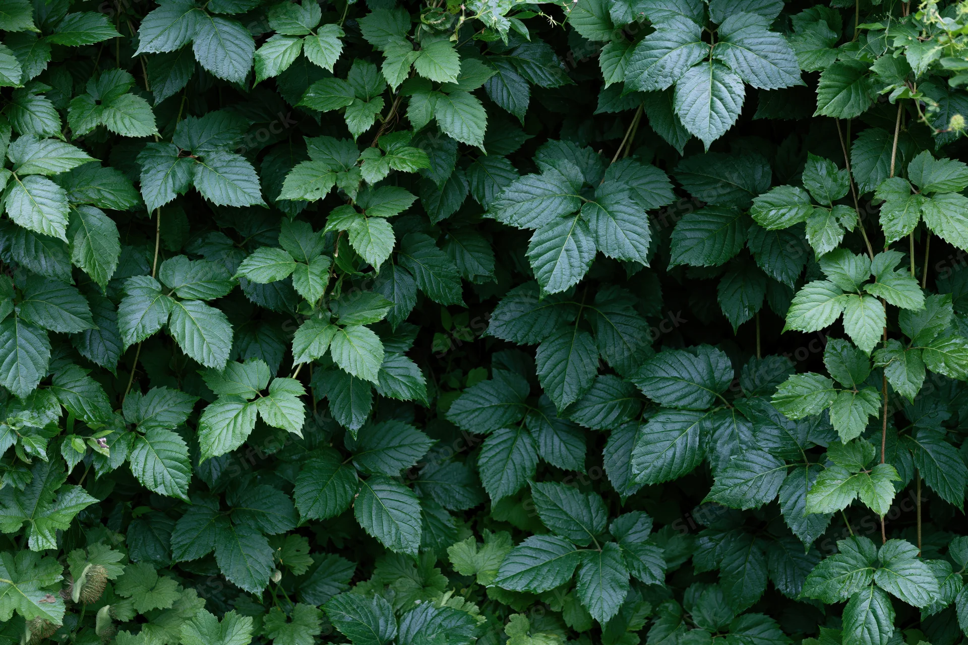 Dense layered green foliage filling the frame with overlapping leaves and stems