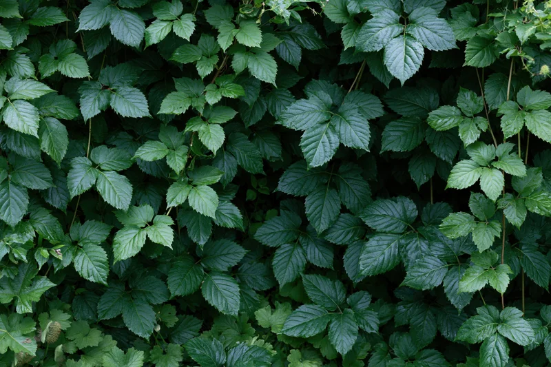 Dense layered green foliage filling the frame with overlapping leaves and stems