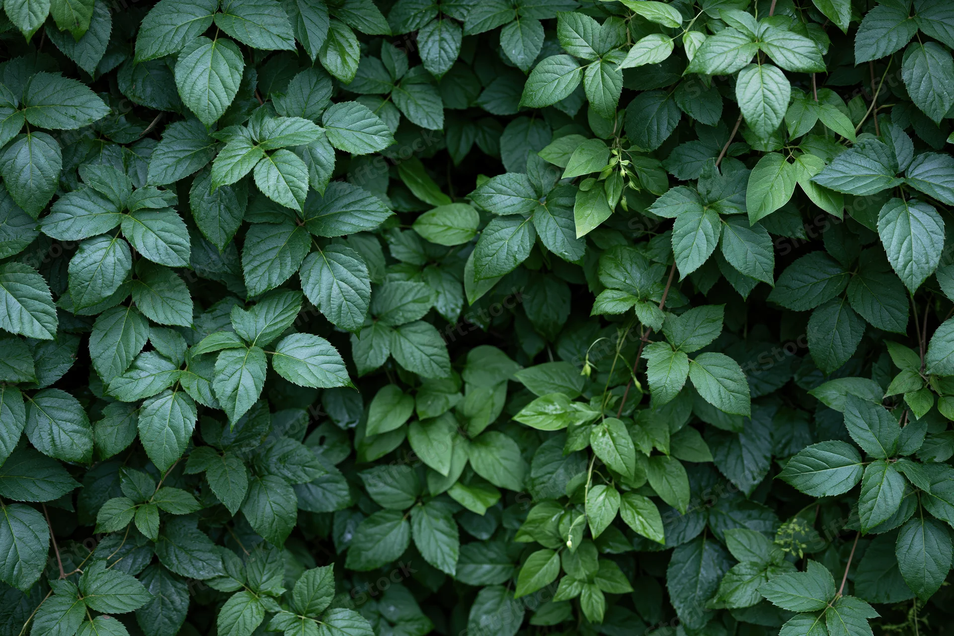 Dense layered green foliage filling the frame in a natural outdoor setting