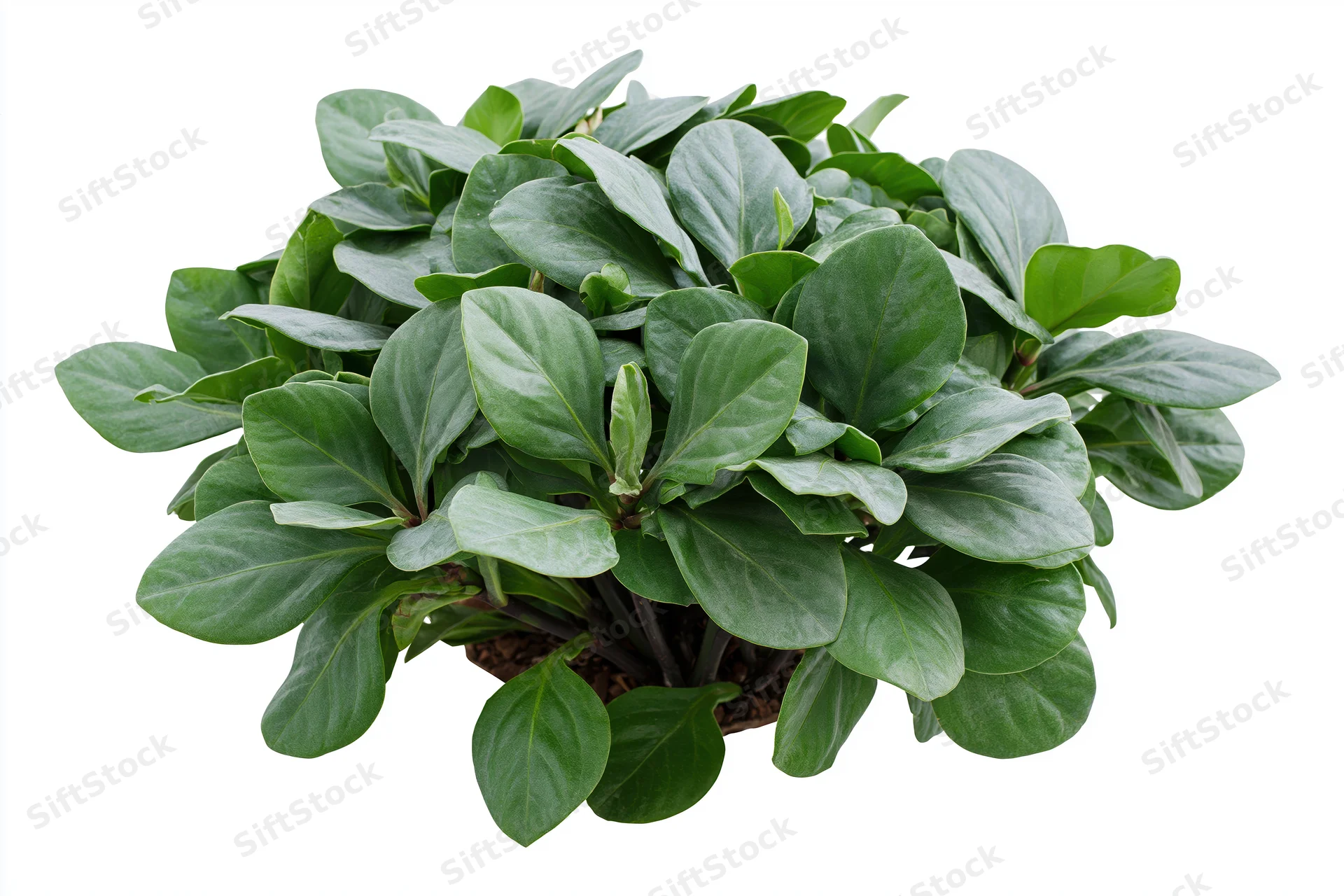 Dense low-growing tropical foliage bush with broad overlapping leaves in a pot on white background
