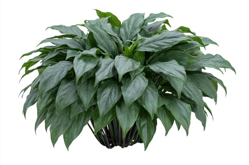 Dense low-growing tropical foliage bush with broad overlapping green leaves in a container isolated on white