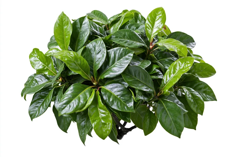 Dense green tropical foliage bush with broad overlapping leaves isolated on white background