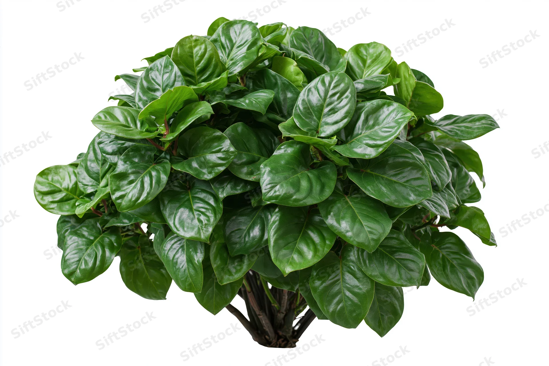 Dense green tropical foliage bush with broad overlapping leaves isolated on white background