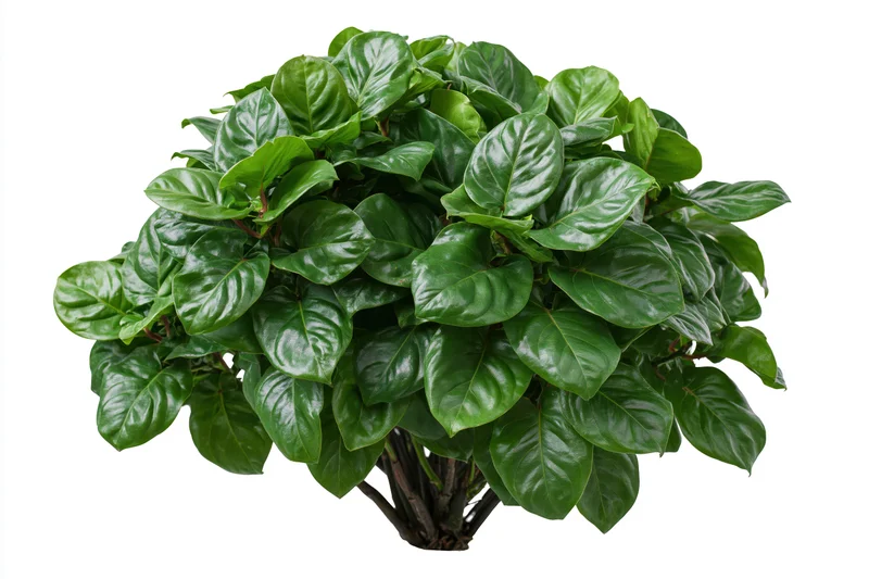 Dense green tropical foliage bush with broad overlapping leaves isolated on white background