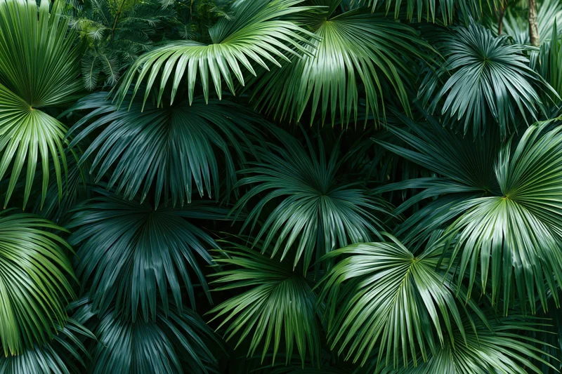 Dense overlapping tropical palm fronds filling the frame