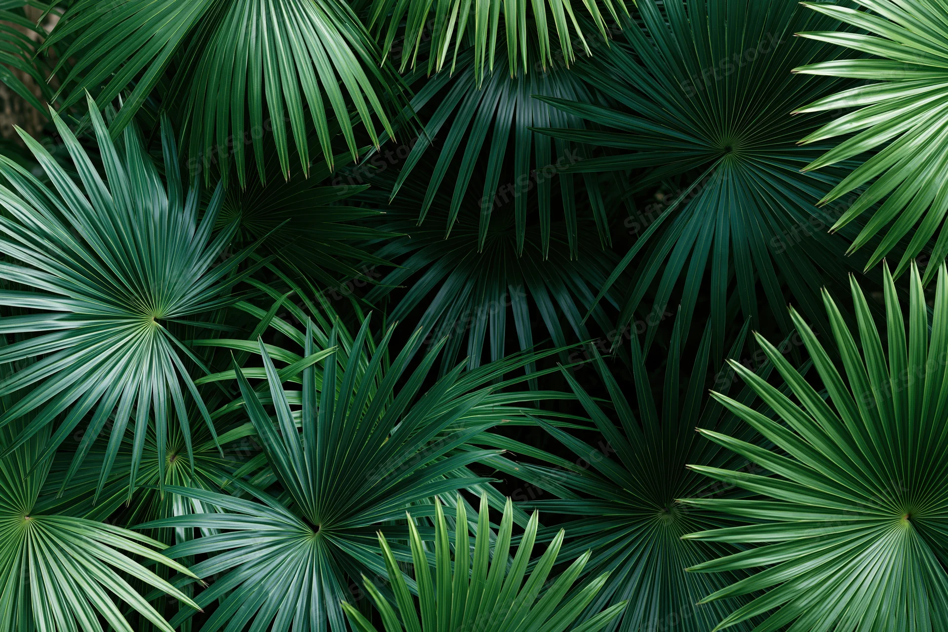 Dense overlapping tropical palm fronds filling the frame