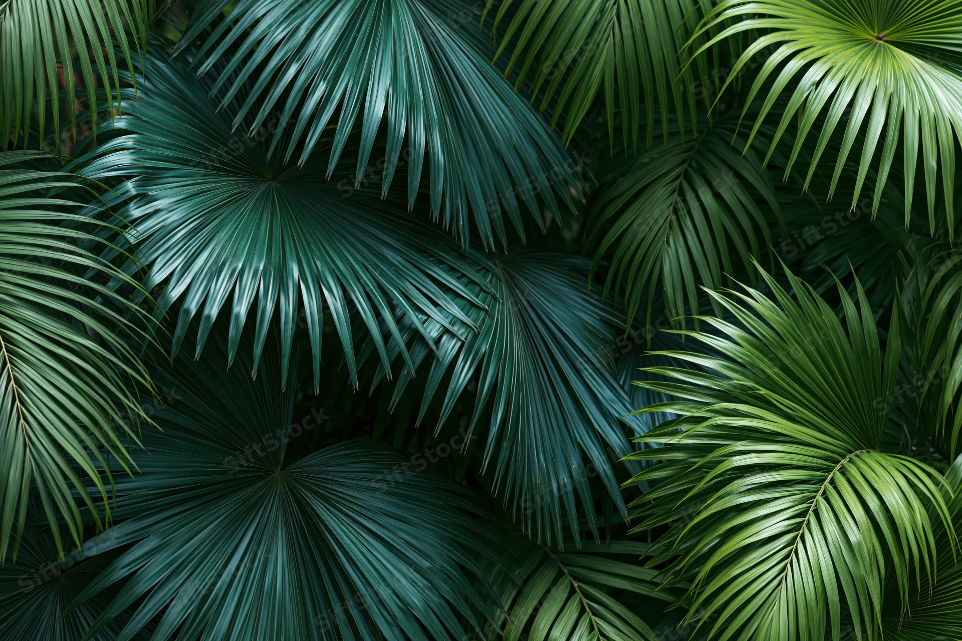 Dense overlapping tropical palm fronds filling the frame