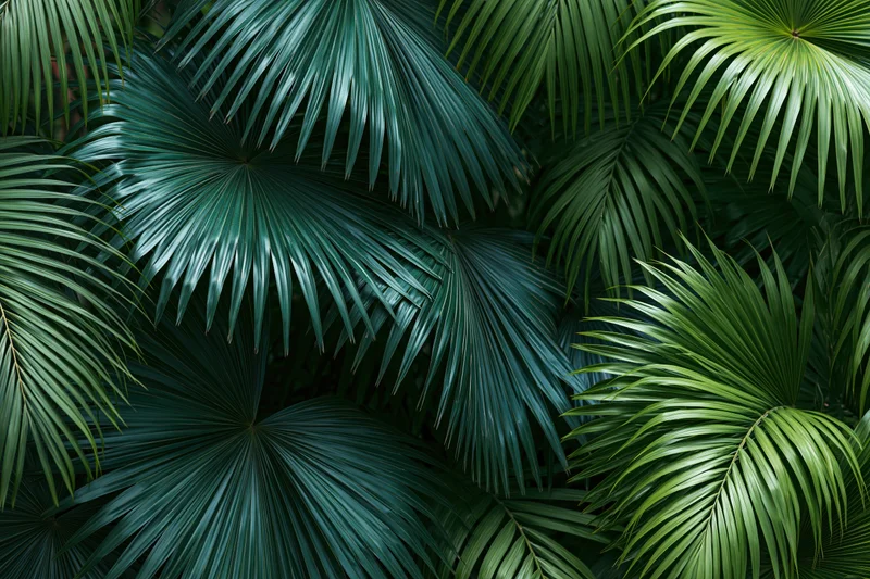 Dense overlapping tropical palm fronds filling the frame