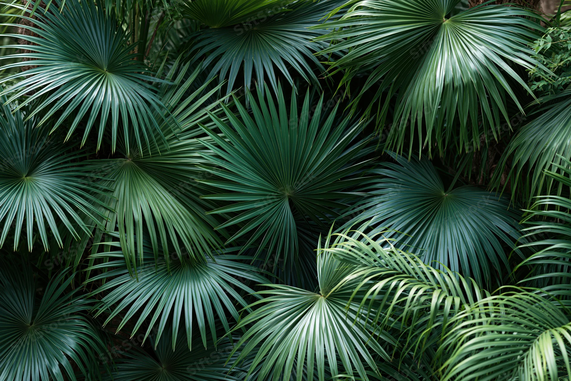 Dense overlapping tropical palm fronds filling the frame