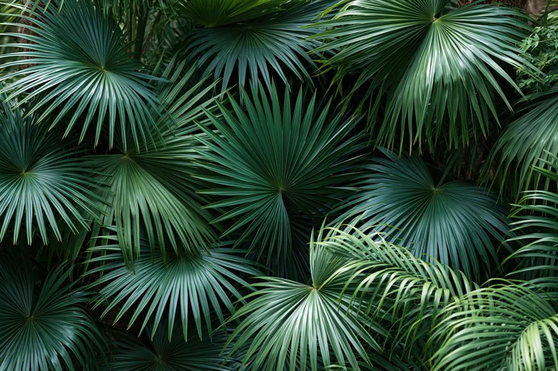 Dense overlapping tropical palm fronds filling the frame
