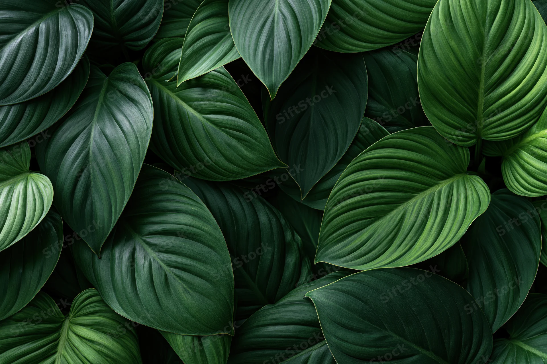 Dense tropical foliage filling the frame with large oval green leaves