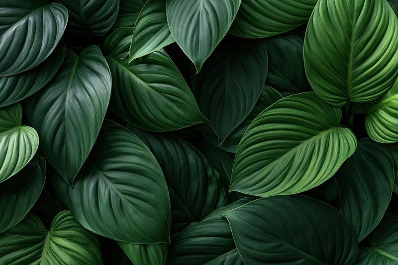 Dense tropical foliage filling the frame with large oval green leaves