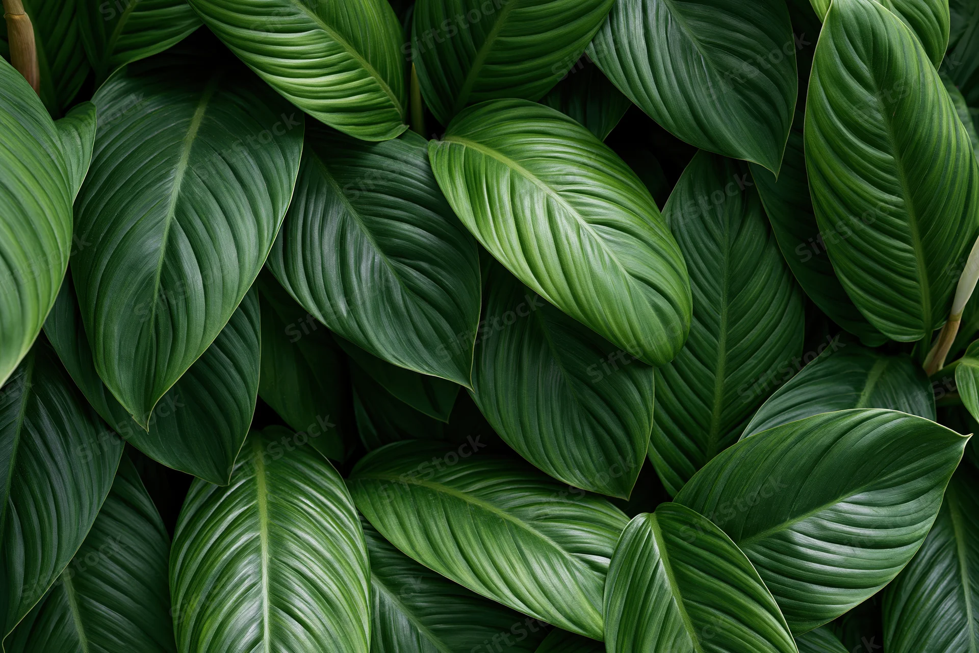 Dense tropical foliage filling the frame with large oval green leaves