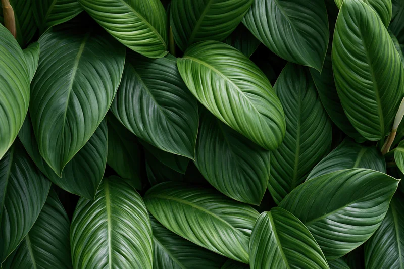 Dense tropical foliage filling the frame with large oval green leaves