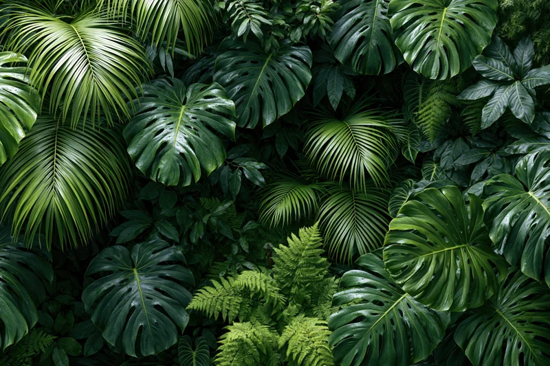 Dense tropical foliage filling the frame with monstera and fern leaves