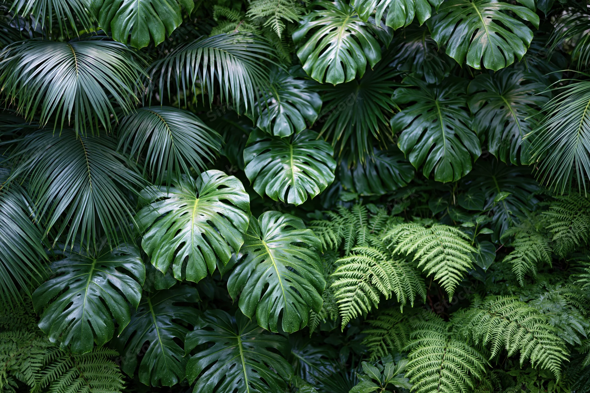 Dense tropical foliage filling the frame with monstera, palm and fern leaves