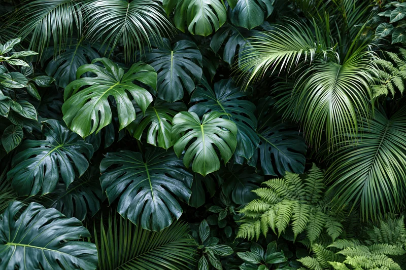 Dense tropical foliage with monstera and fern leaves filling the frame
