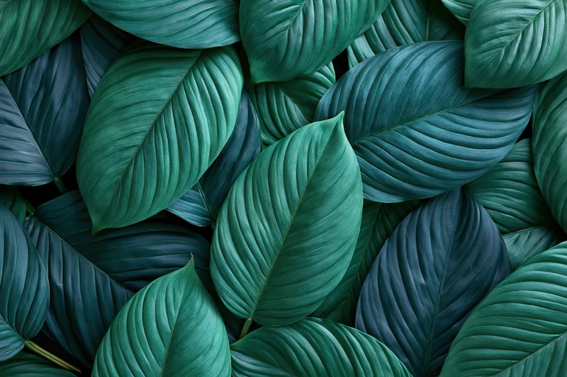 Dense tropical leaves filling the frame in a lush green pattern
