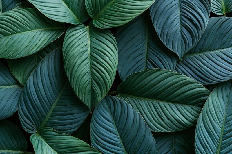 Dense tropical leaves filling the frame in a layered pattern with deep green and shadowed texture