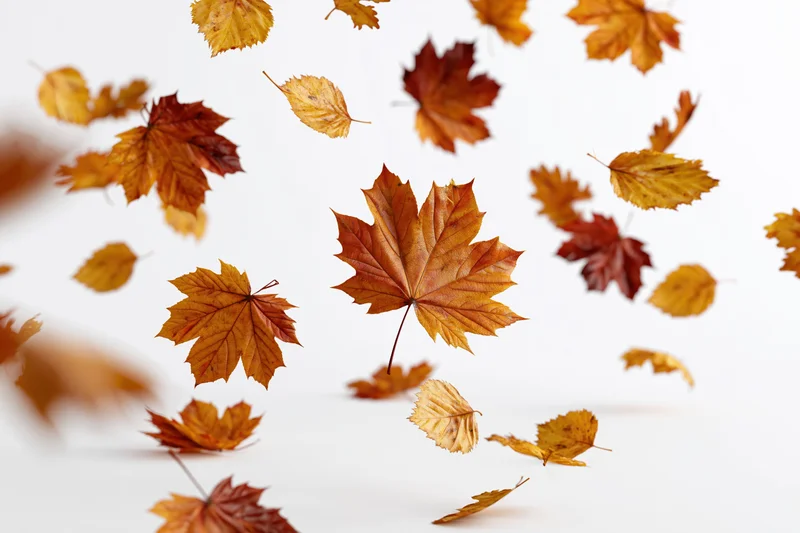 Autumn leaves falling midair against a white background with copyspace