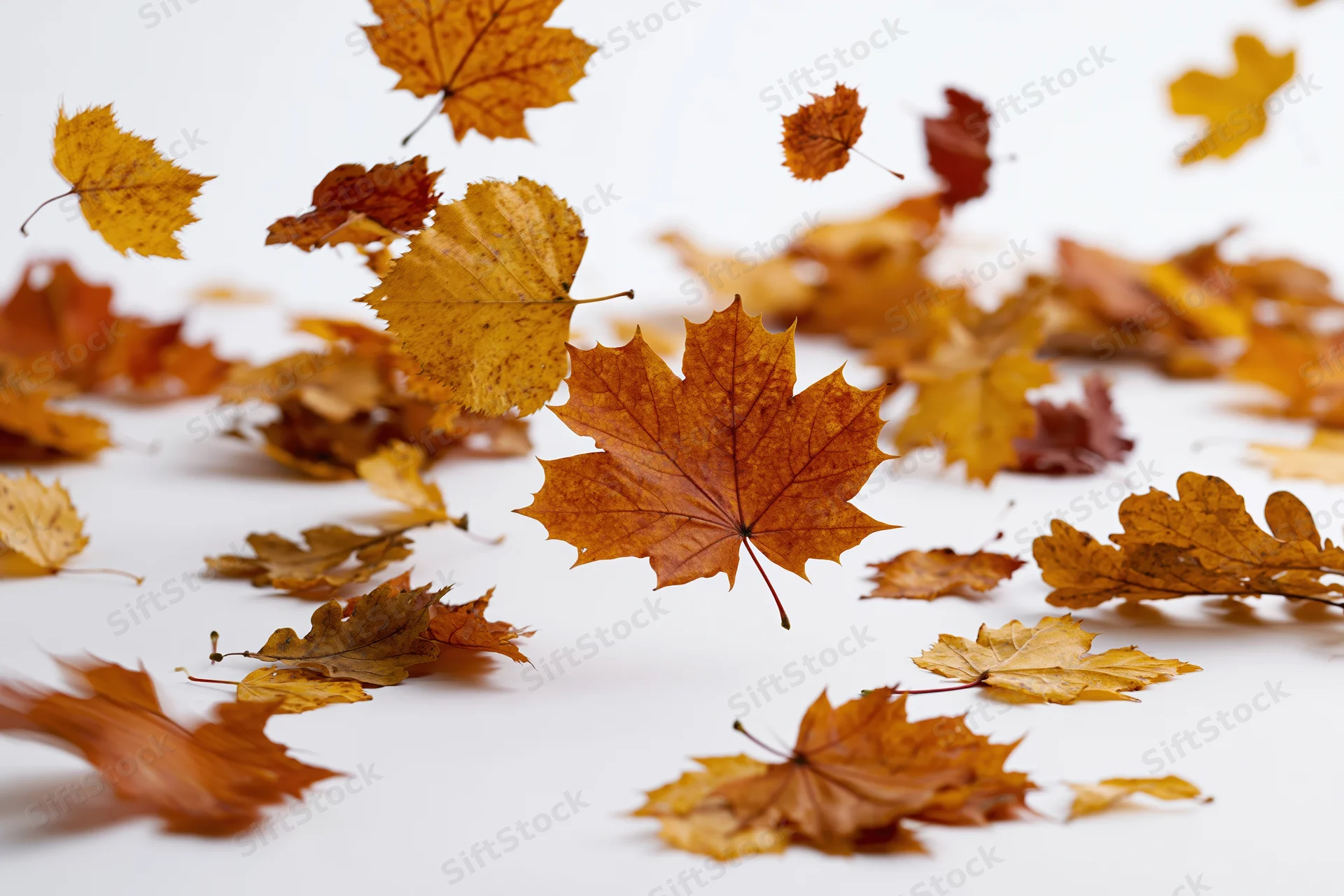 Autumn leaves falling and scattered across a white surface