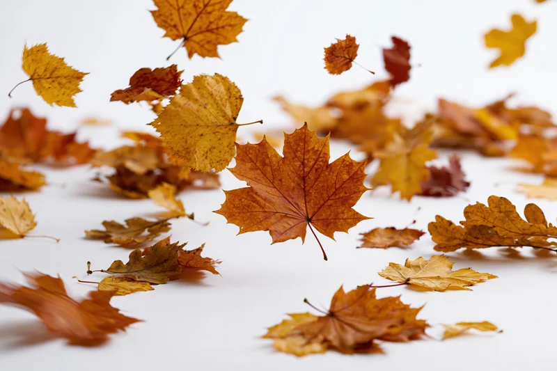 Autumn leaves falling and scattered across a white surface