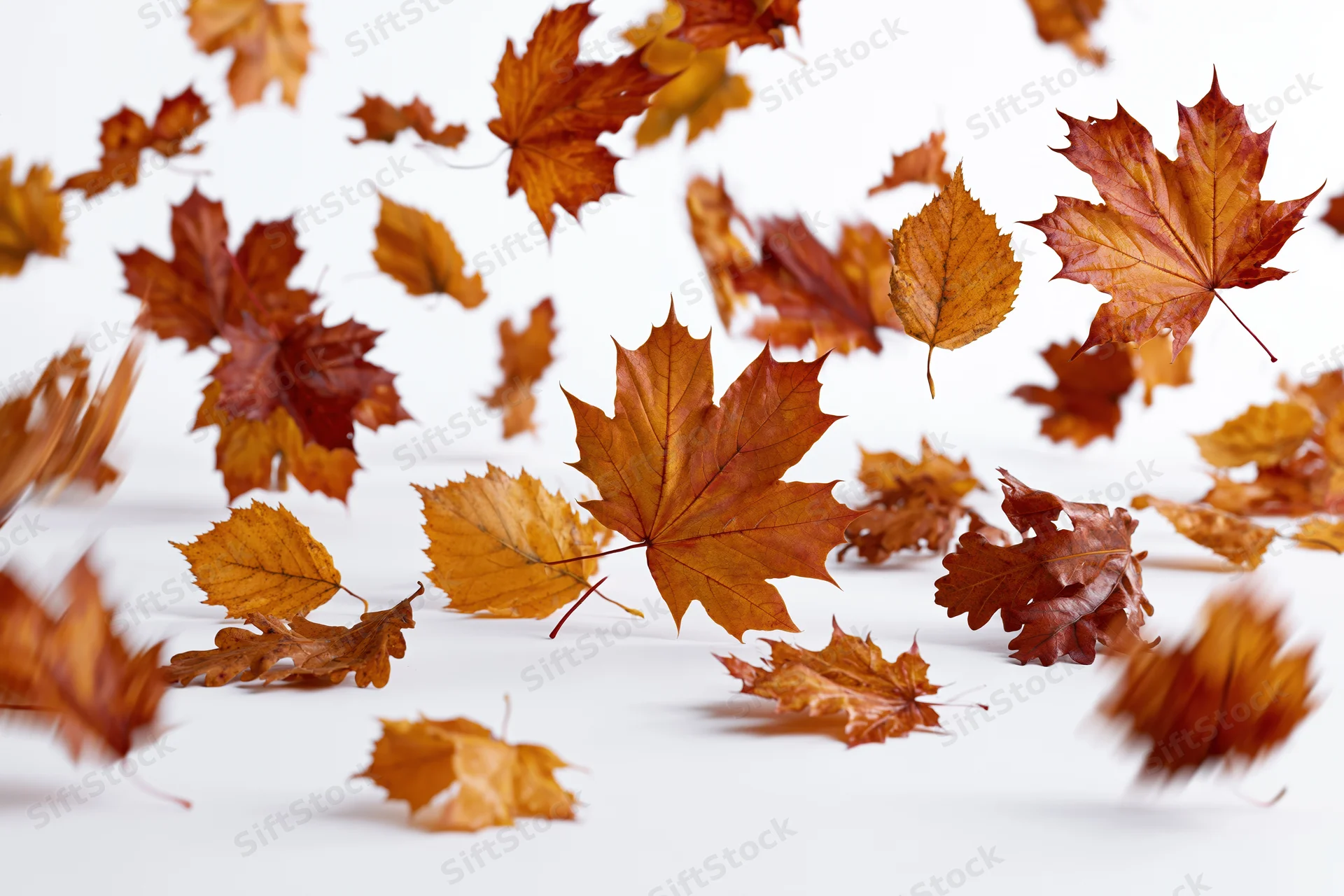 Autumn leaves falling midair scattered across a white surface