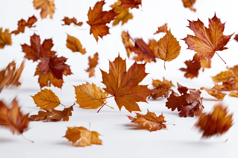 Autumn leaves falling midair scattered across a white surface