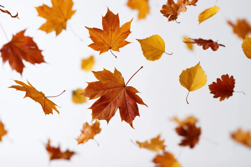 Autumn leaves falling midair against a white background