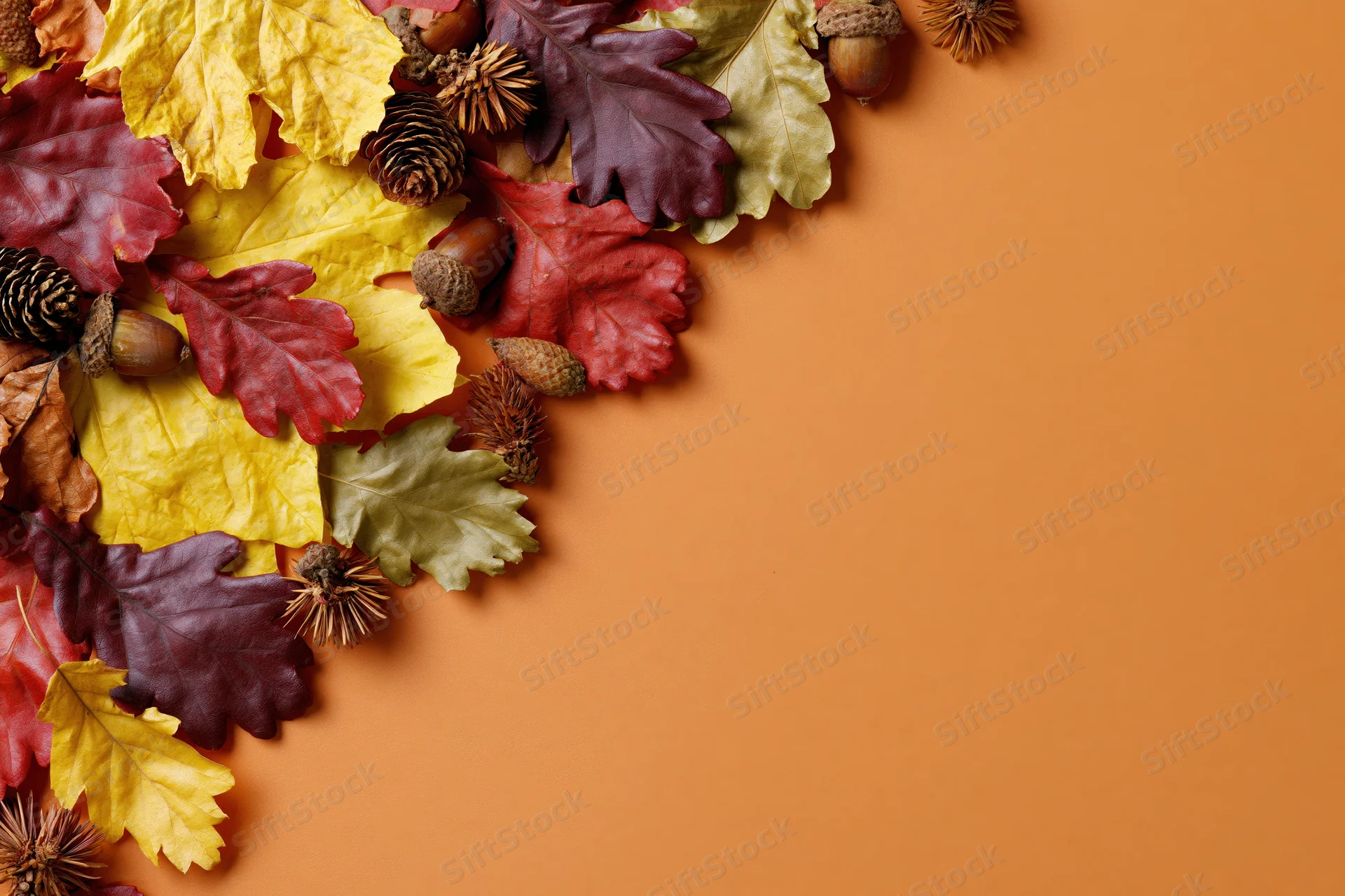 Dried autumn leaves acorns and pinecones arranged in corner on orange background