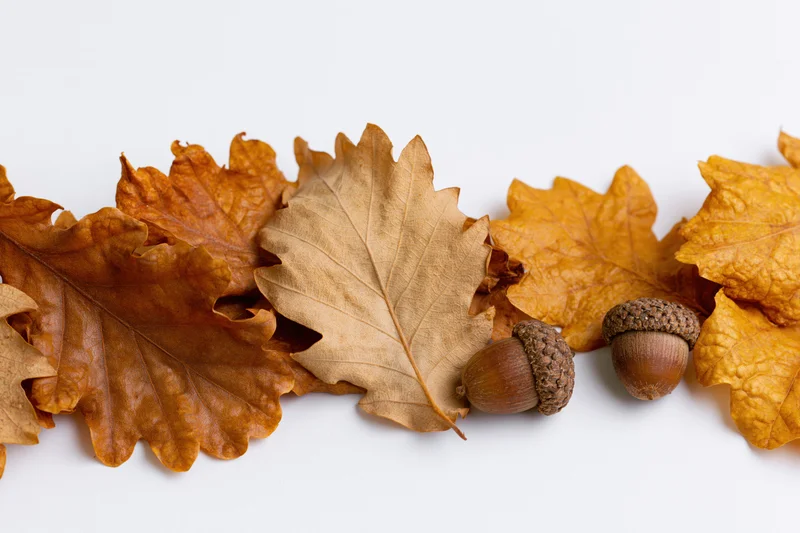 Dried oak leaves and acorns arranged along the bottom edge on white background