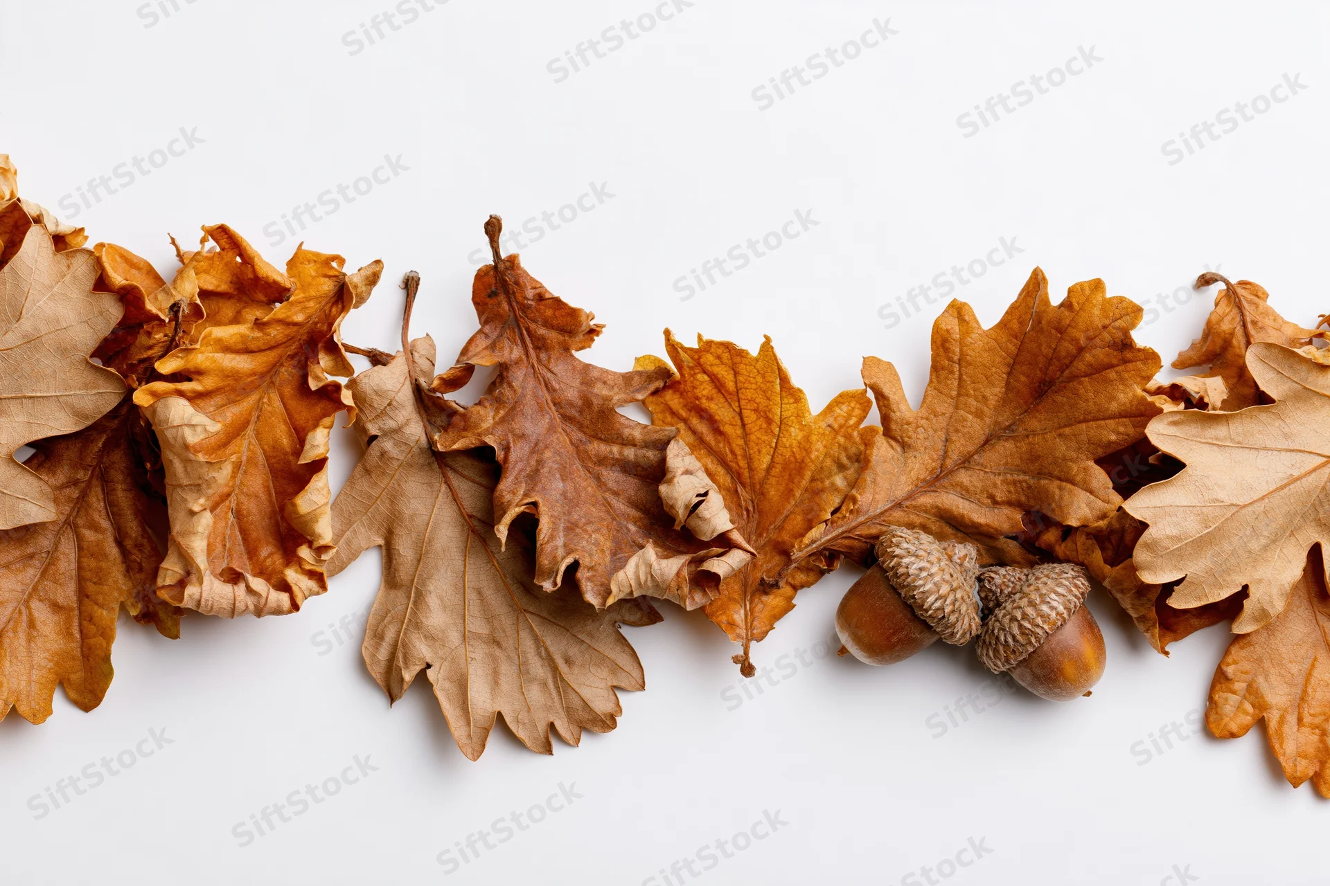 Dried oak leaves and acorns arranged in a horizontal border along the bottom edge on white background