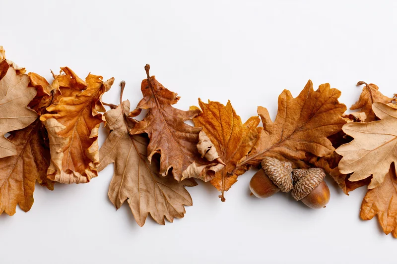Dried oak leaves and acorns arranged in a horizontal border along the bottom edge on white background