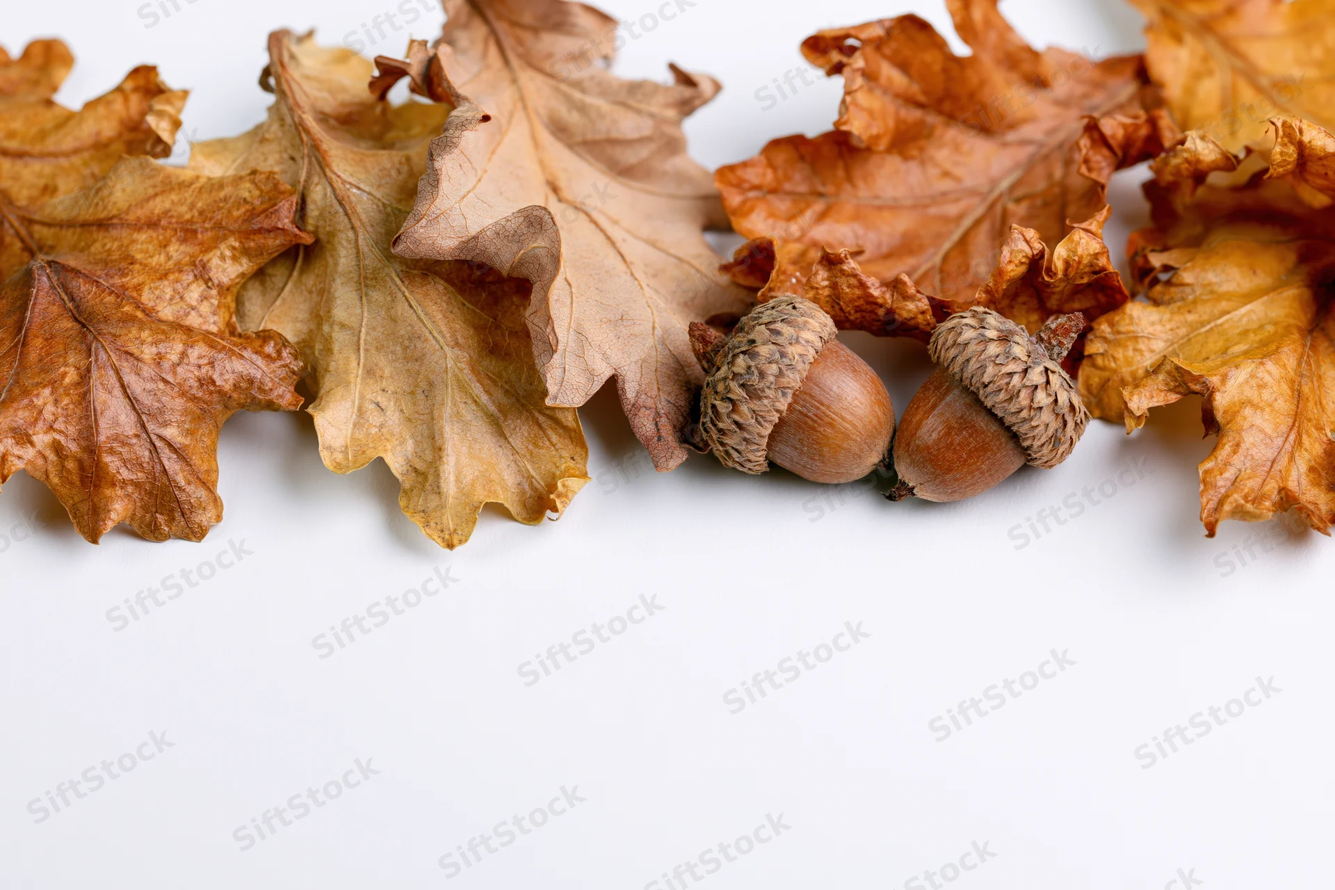 Dried oak leaves and acorns arranged along the bottom edge on white background