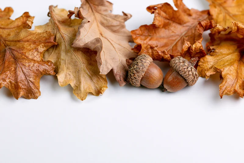 Dried oak leaves and acorns arranged along the bottom edge on white background