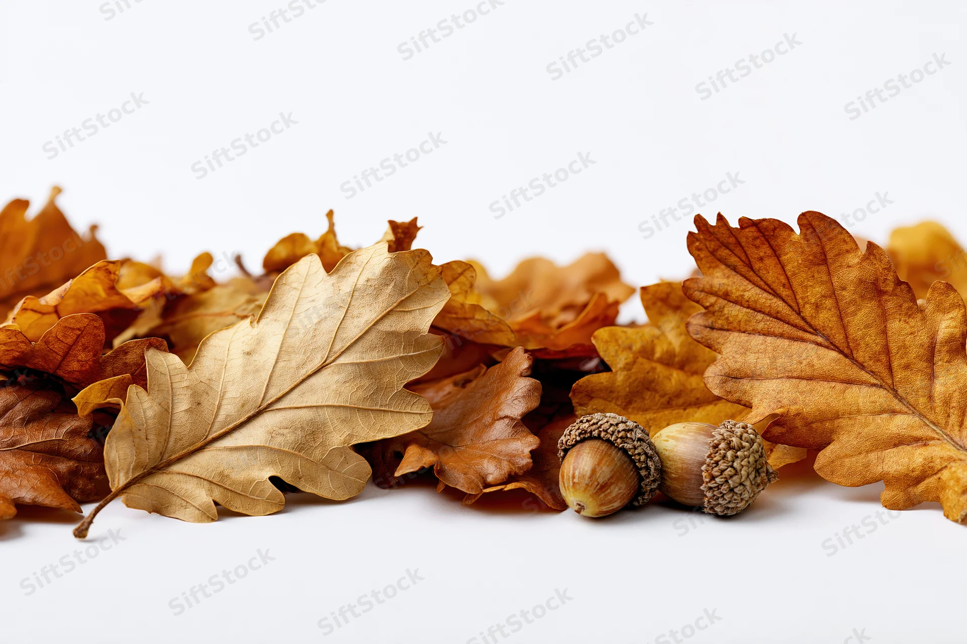 Dried oak leaves and acorns arranged along the bottom edge on white background