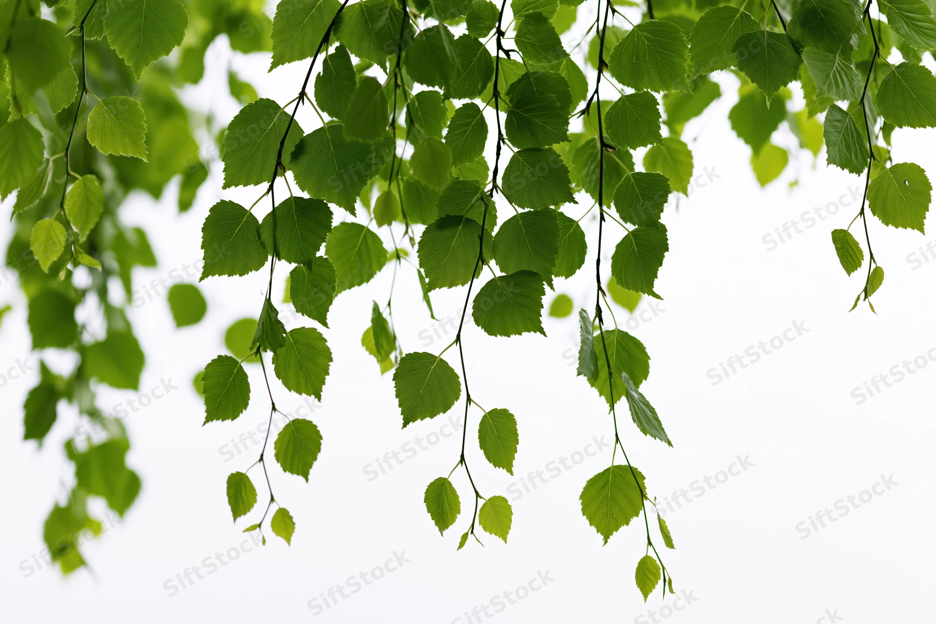 Drooping birch branches with fresh green leaves hanging against a bright sky