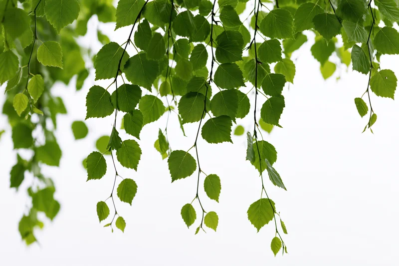 Drooping birch branches with fresh green leaves hanging against a bright sky