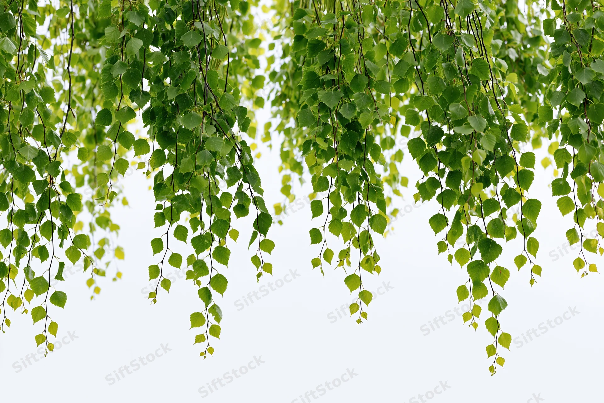 Drooping birch branches with fresh green leaves hanging against a white sky background