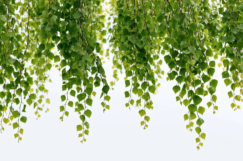 Drooping birch branches with fresh green leaves hanging against a white sky background