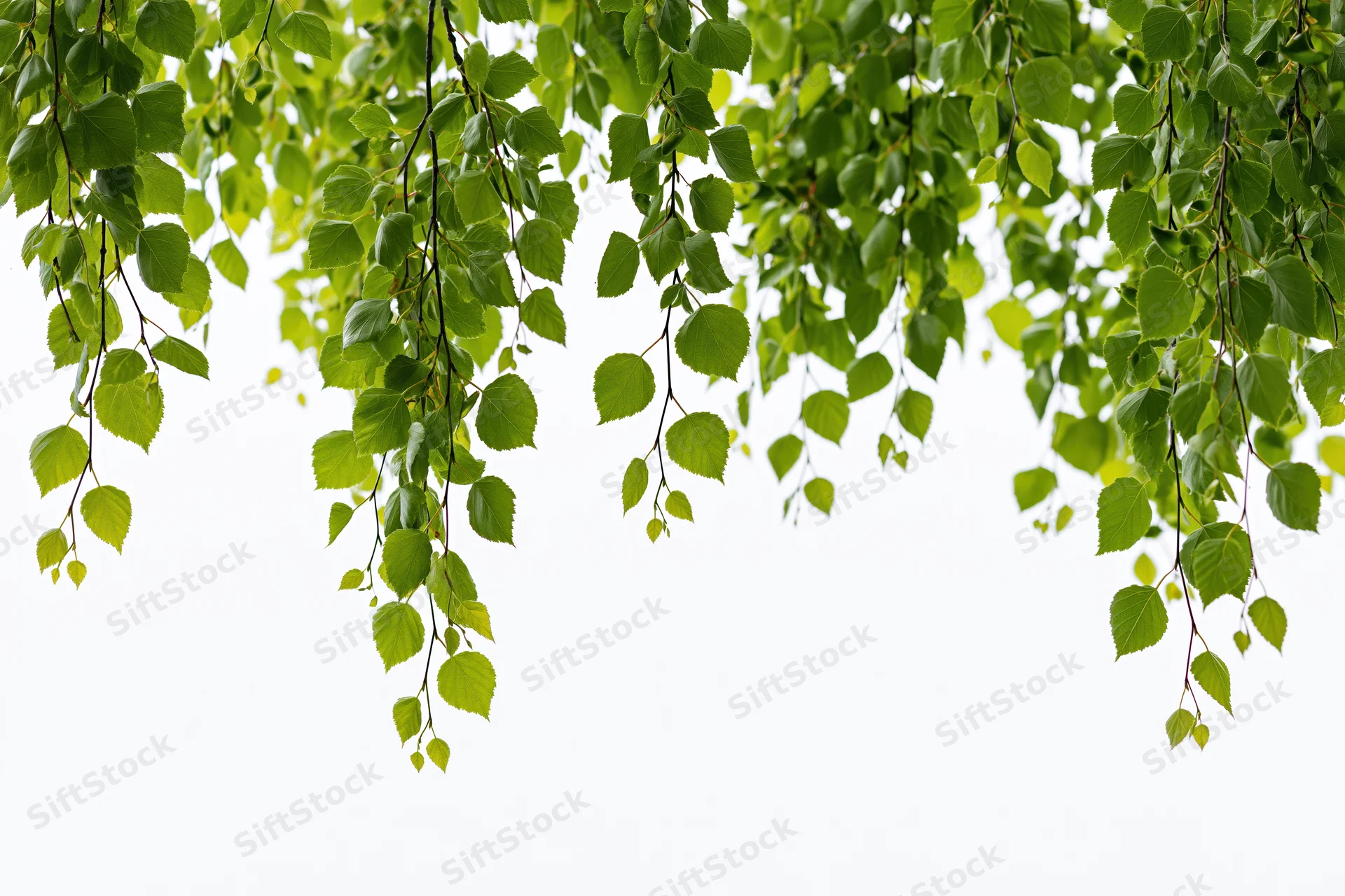 Drooping birch branches with fresh green leaves hanging against white background