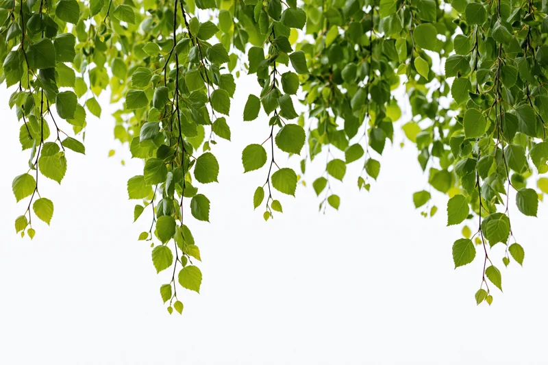Drooping birch branches with fresh green leaves hanging against white background