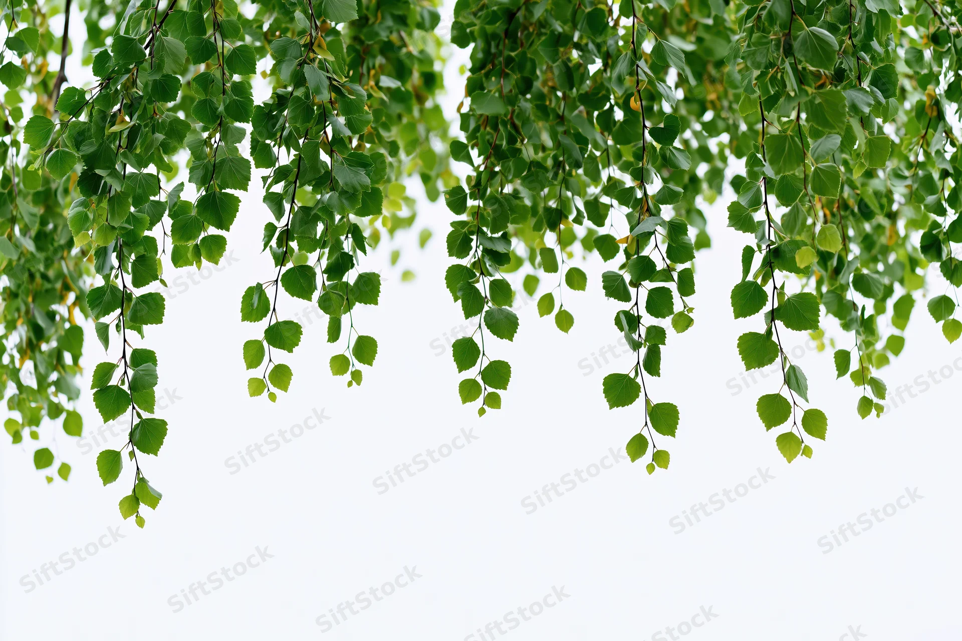 Drooping birch branches with fresh green leaves hanging against a white sky background