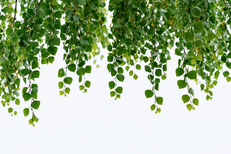 Drooping birch branches with fresh green leaves hanging against a white sky background