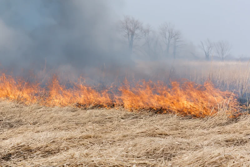 Low flames burning across dry grassland with smoke rising and bare trees in the background