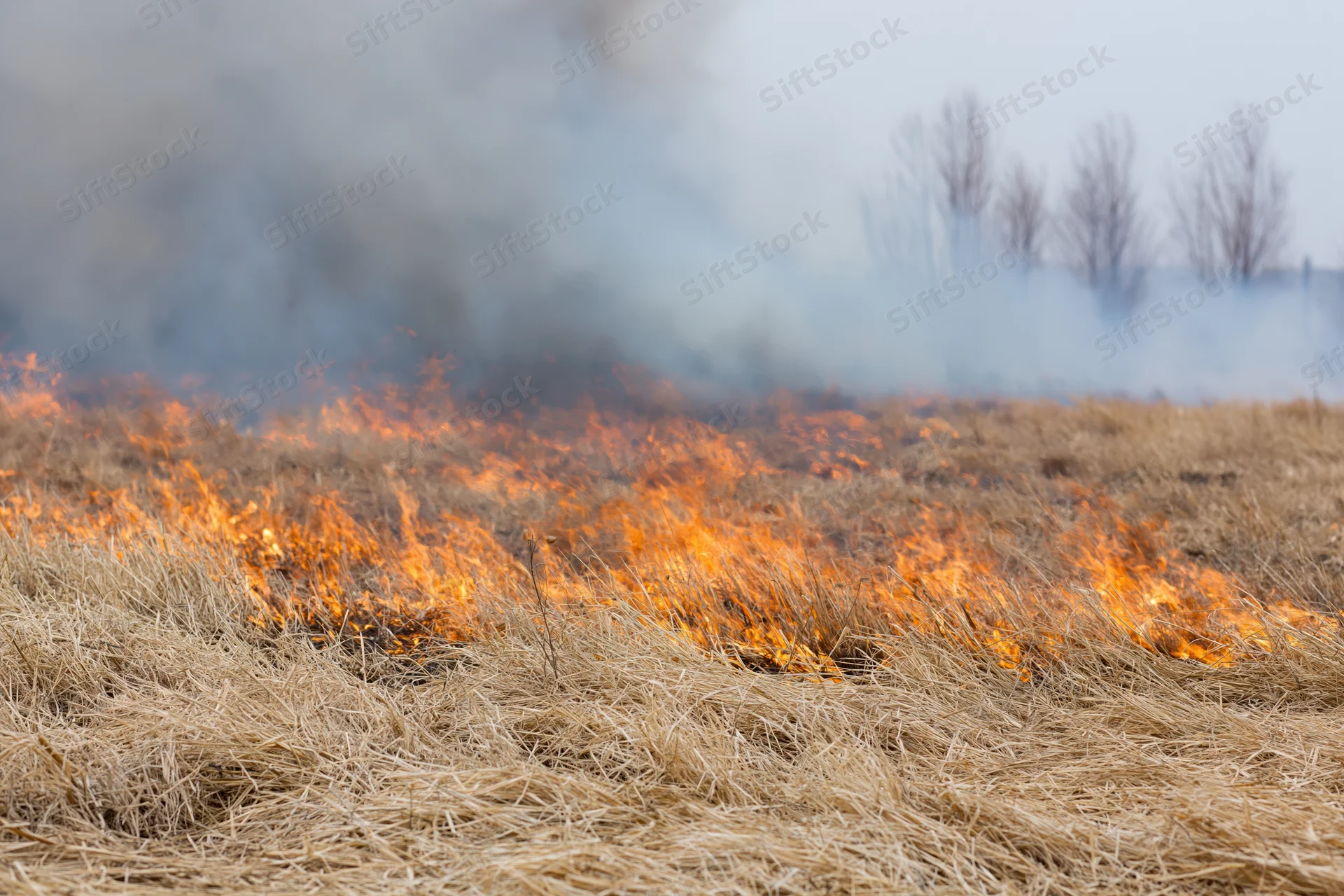 Low flames burning dry grass in an open field with smoke rising and bare trees in the distance