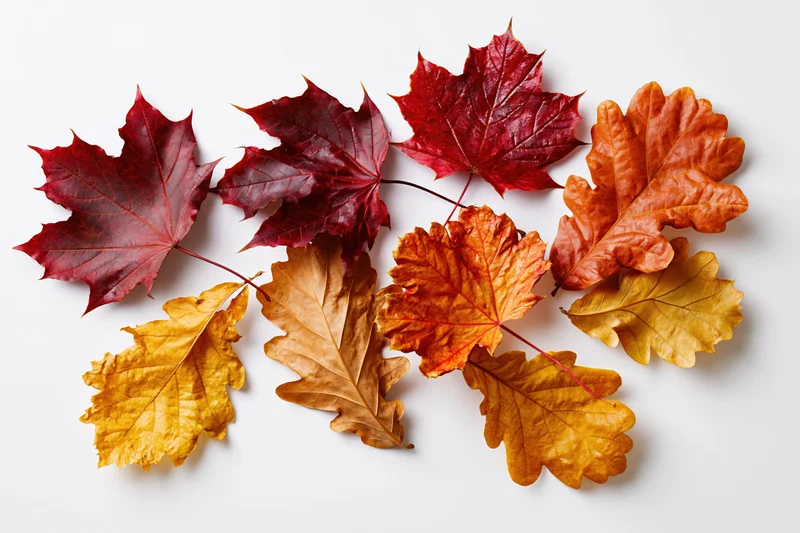 Autumn leaves arranged in a loose flat lay on white background