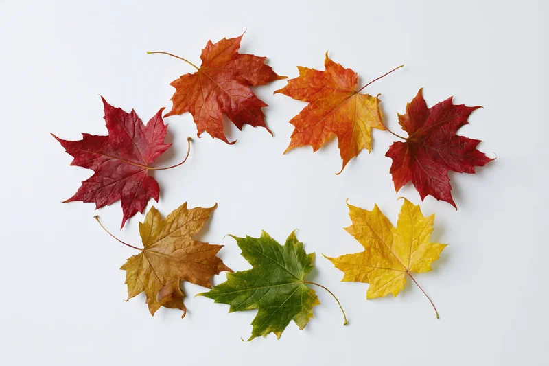 Maple leaves arranged in a circle on white background