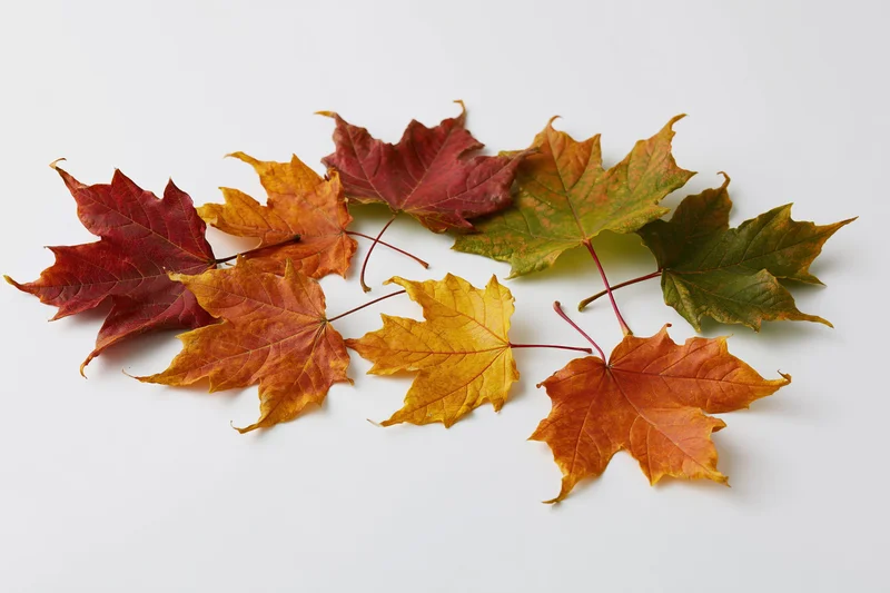 Maple leaves scattered on white surface in autumn colors