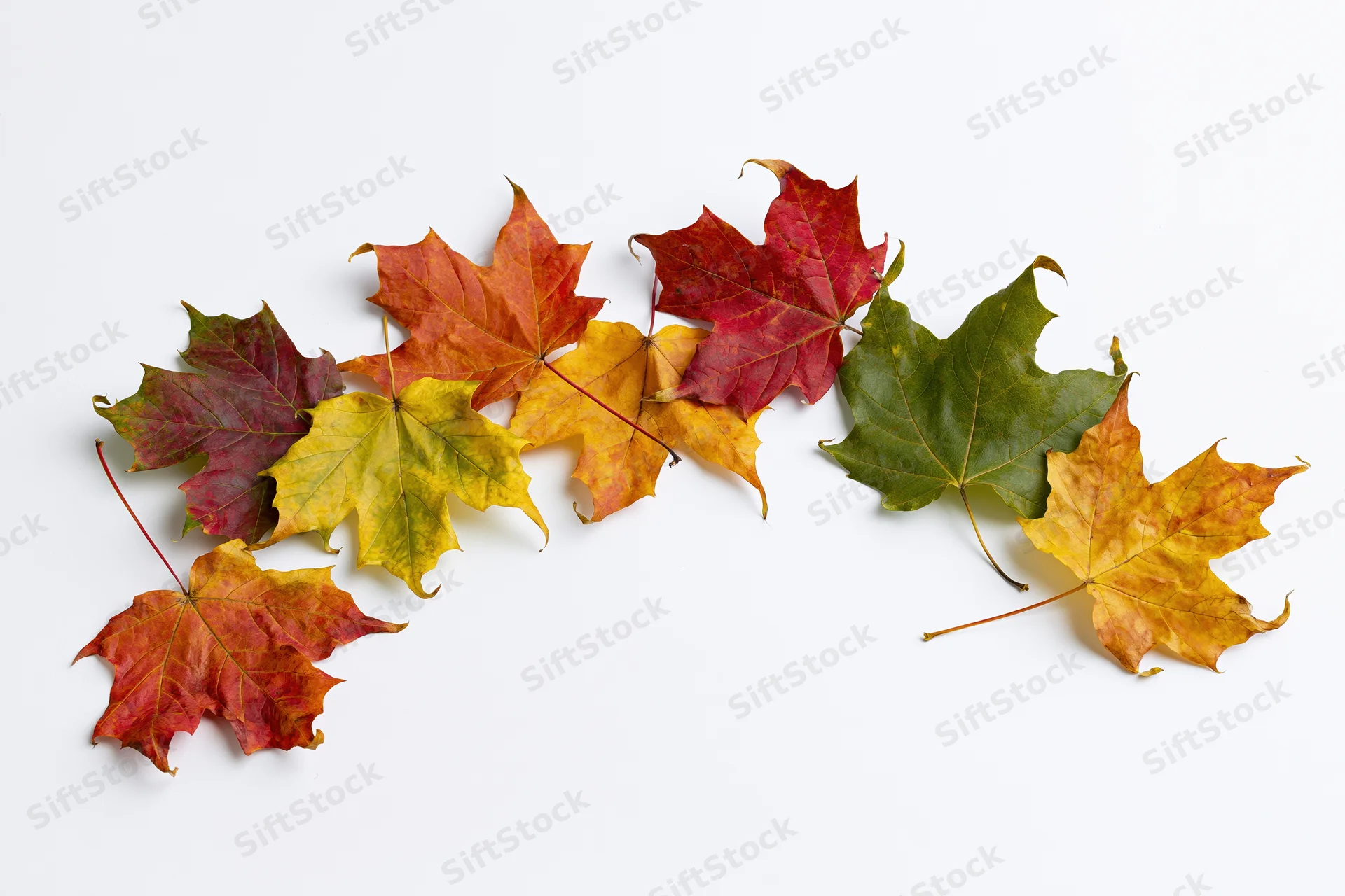 Maple leaves in autumn colors arranged on white background
